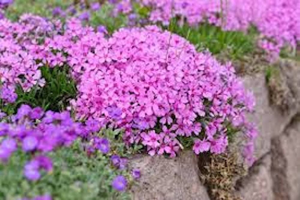 5 Pink Diamond Drummonds Pink Creeping Phlox Starter Plugs