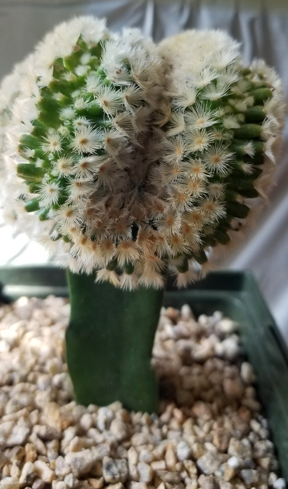Robust, Gorgeous Mammillaria Carmanae Crest – a Must Have in any Collection