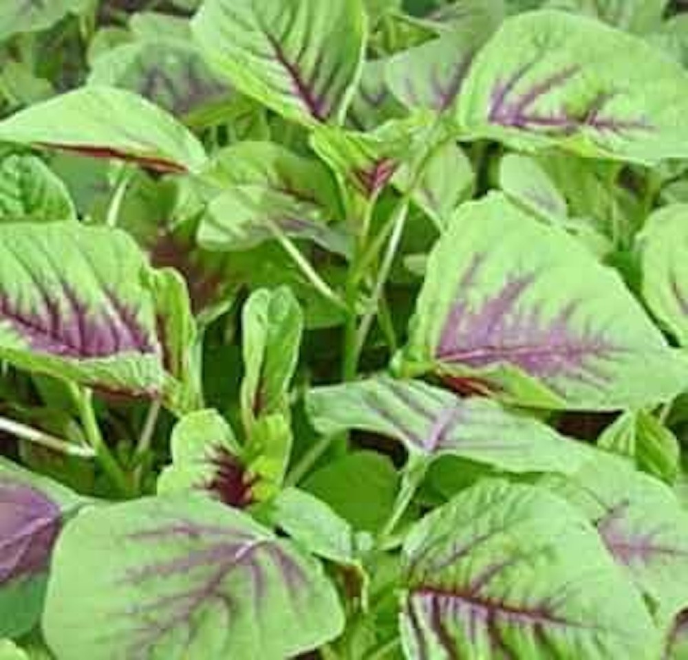 2000 Varieties Red, Green, Green+Red Edible Amaranth Spinach Seeds