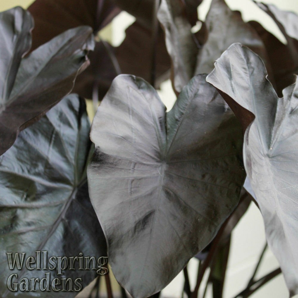 Black Coral Elephant Ear PPAF – Colocasia esculenta – Live Plant