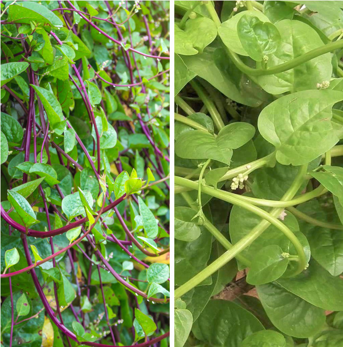 Red and Green Mix Malabar Spinach Seeds | Basella Alba 蚕菜पोई Pui Asian Vegetable