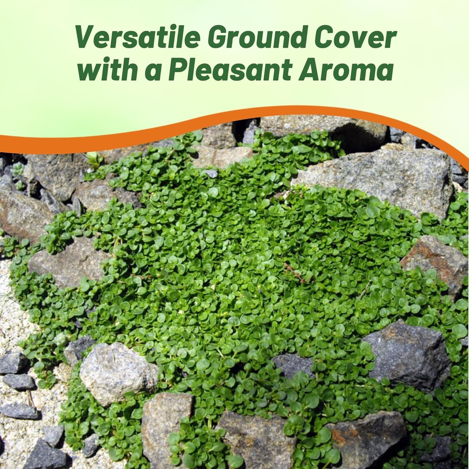 25 Pellets Corsican Mint Seeds For Planting | Ground Cover Plant Seed