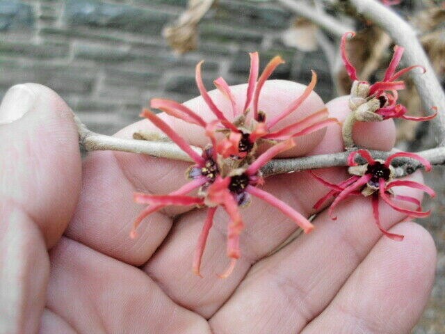 10 GEORGES WITCH HAZEL SEEDS – Hamamelis × intermedia