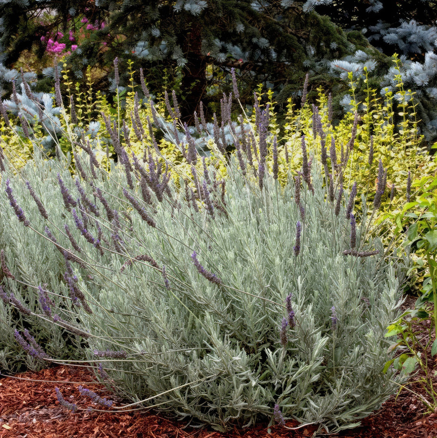 2 Godwins Creek Lavender Plants Live, 3–8″ Tall, Ships No Pot