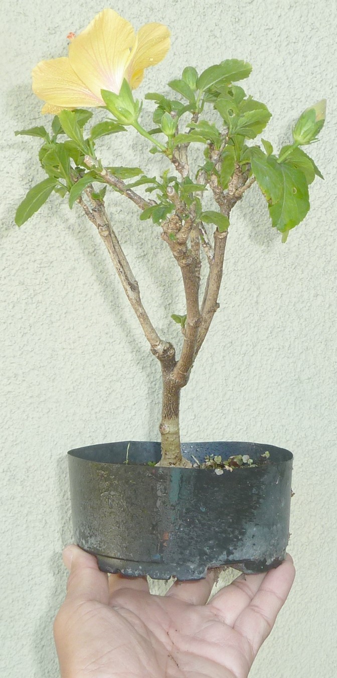 Hibiscus Pre Bonsai Shohin Dwarf Yellow White Center Flowers