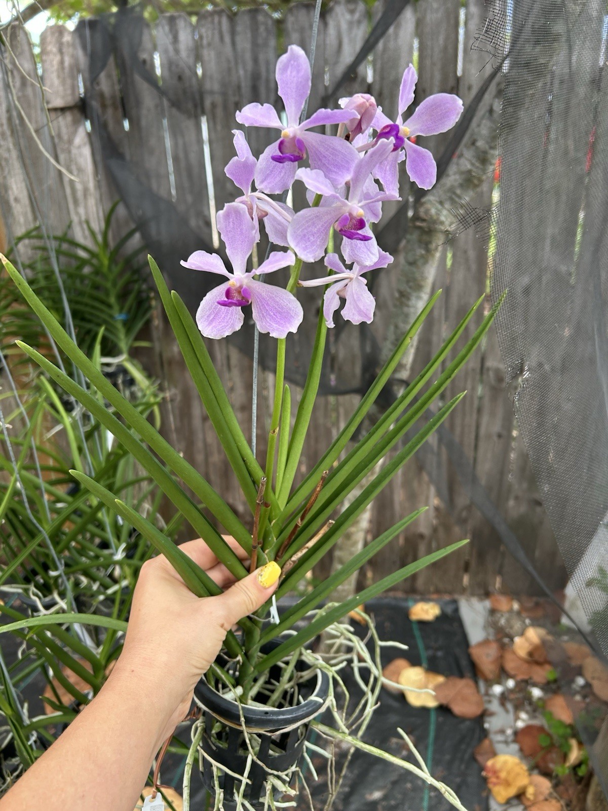 Vanda Bleu Claire Semi Terete Vanda Sun Loving Orchid