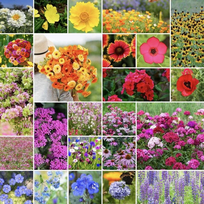 250+ Heirloom Flower Seed Mix – 24 Varieties | Perennial, Annual USA FREE SHIP