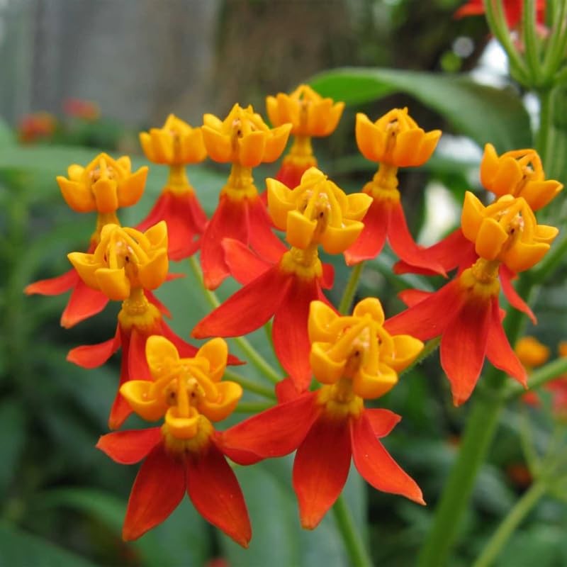 4 Deep Red Milkweed Plants Live 4-9 Inch Tall, Butterfly Asclepias Tuberosa