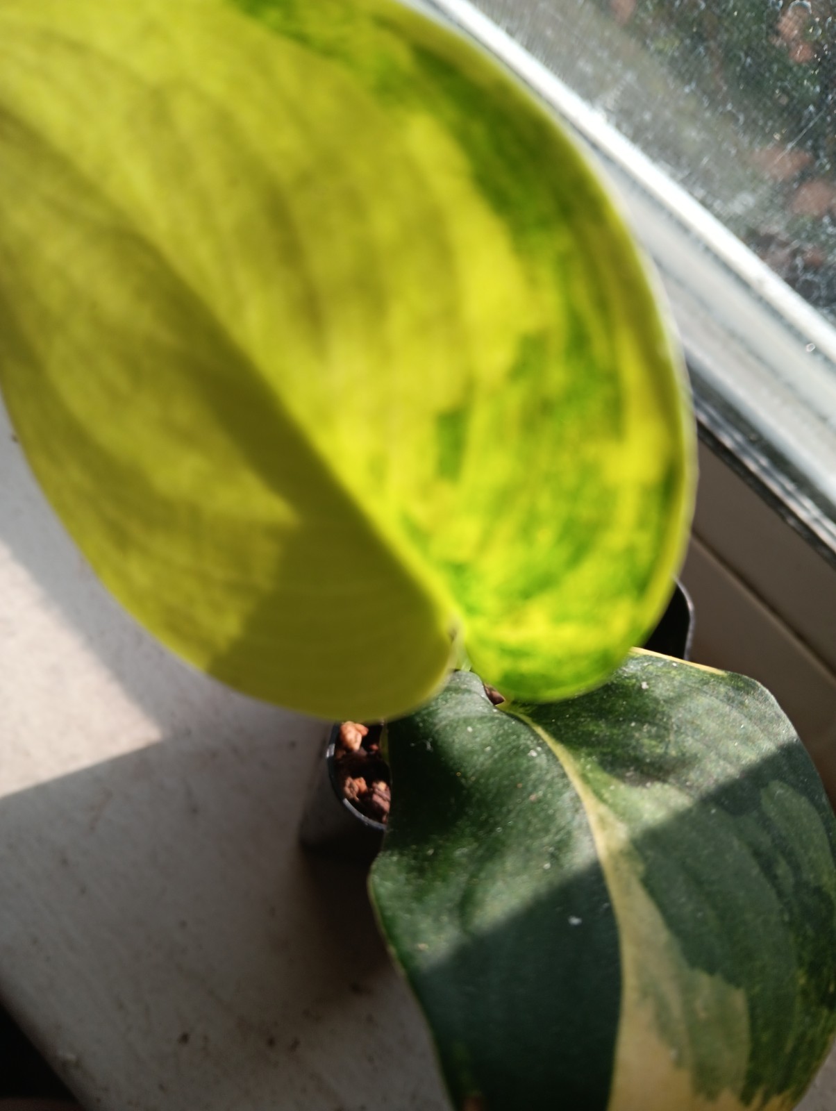 Rare Scindapsus Satin Jade Variegated 2″ Pot Aroid Houseplant Rooted. Variegated