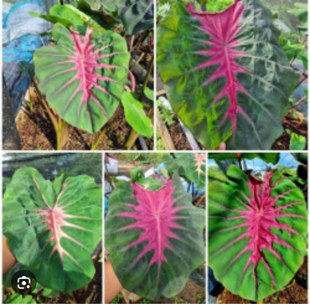 Madeira Star- Colocasia esculenta- Elephant Ear – SMALL ROOTED STARTER Plant
