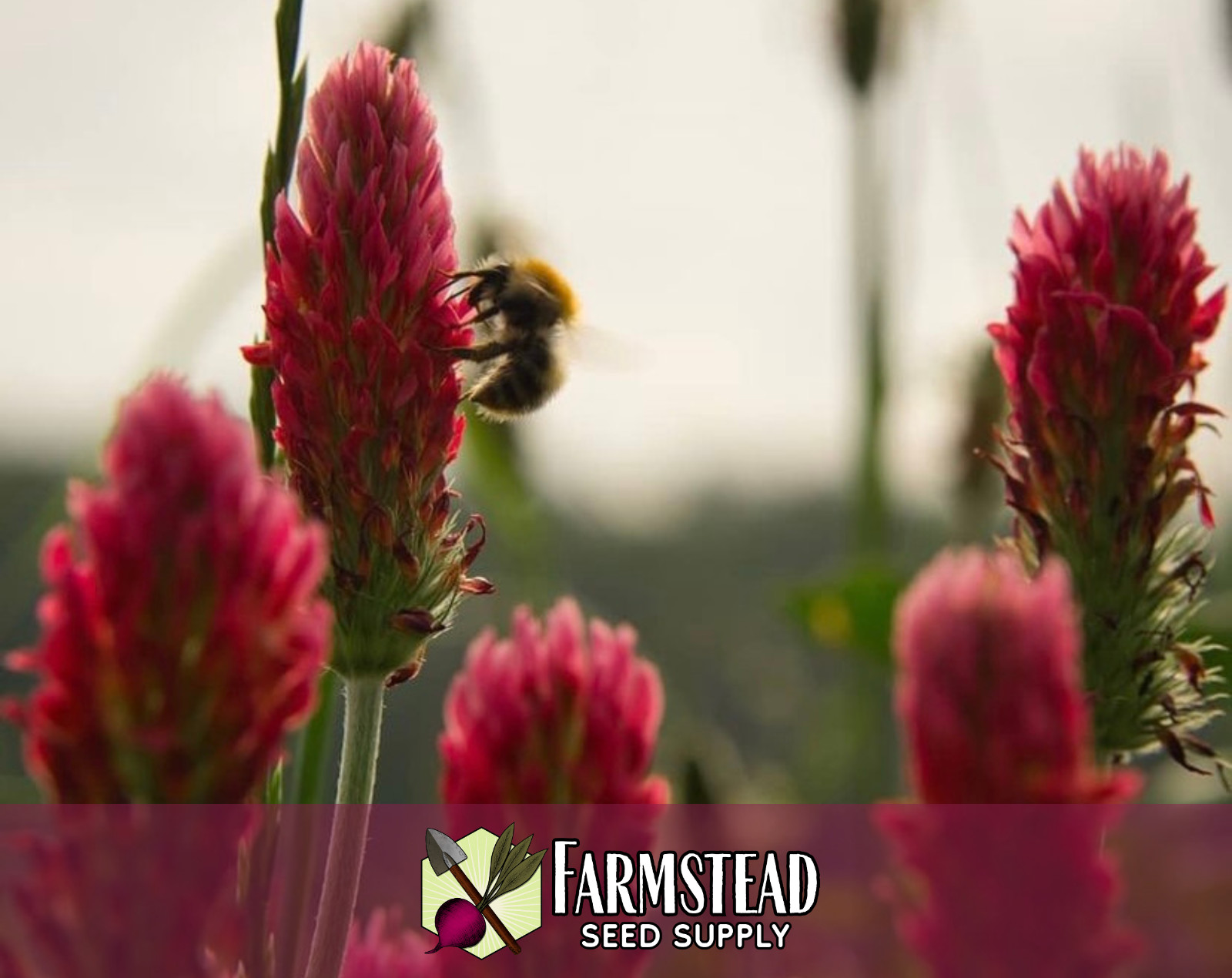 1950+ Crimson Clover Seeds | Butterfly & Bee Pollinator Plant Gardening Seed