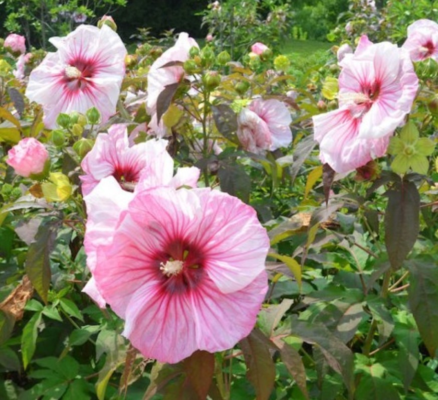 35+ Swamp Rose Mallow Hibiscus Seeds **Fresh Seeds** ~~Free Shipping~~