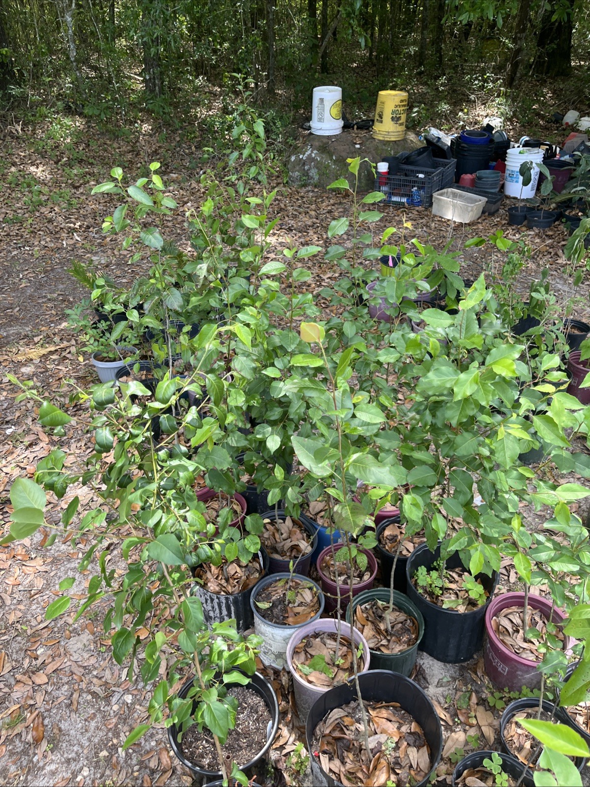 Apple Pear Tree,