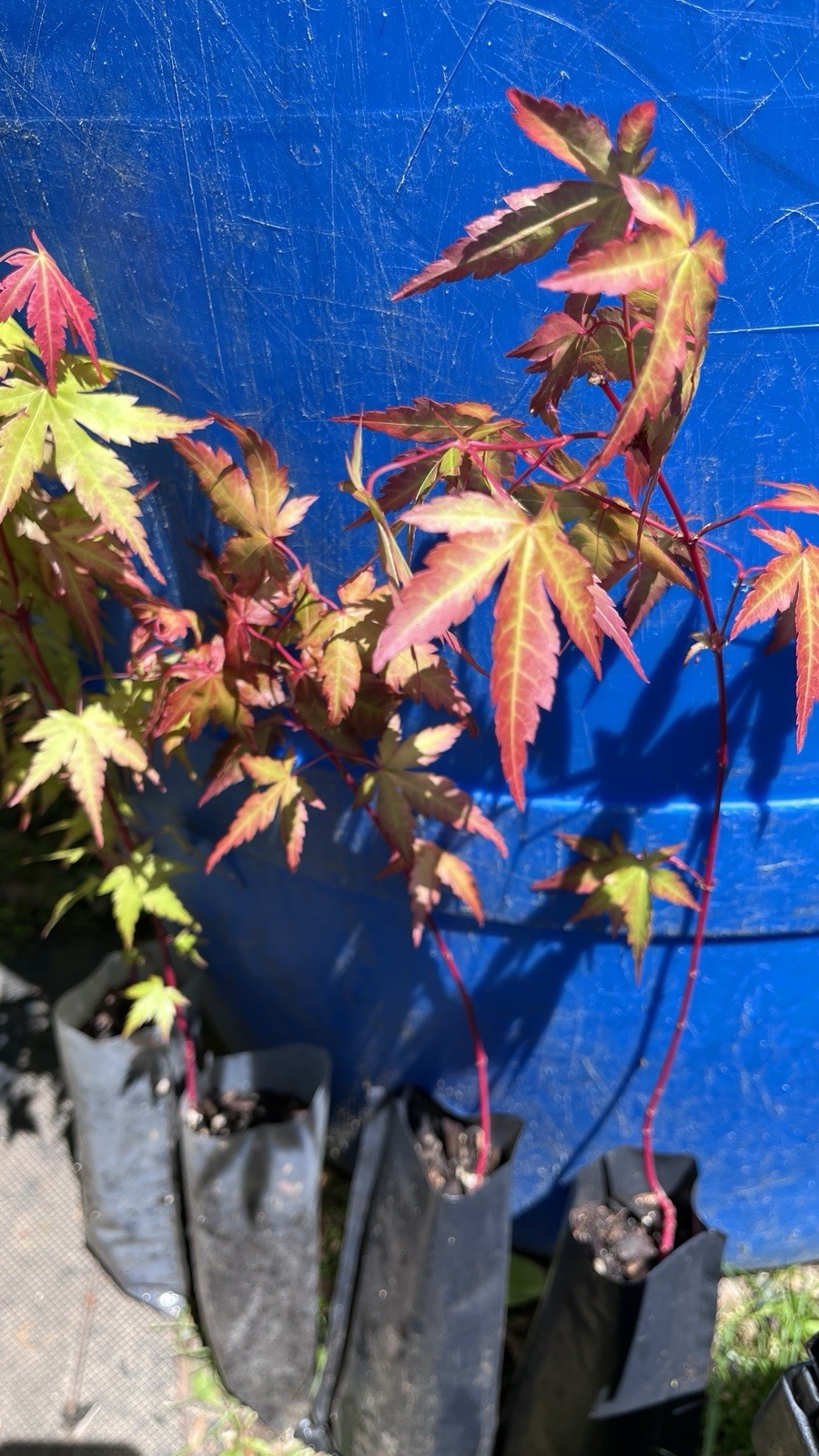 6-12″ tall Acer palmatum ‘Winter Red’ Coral Bark Japanese Maple 1 year old