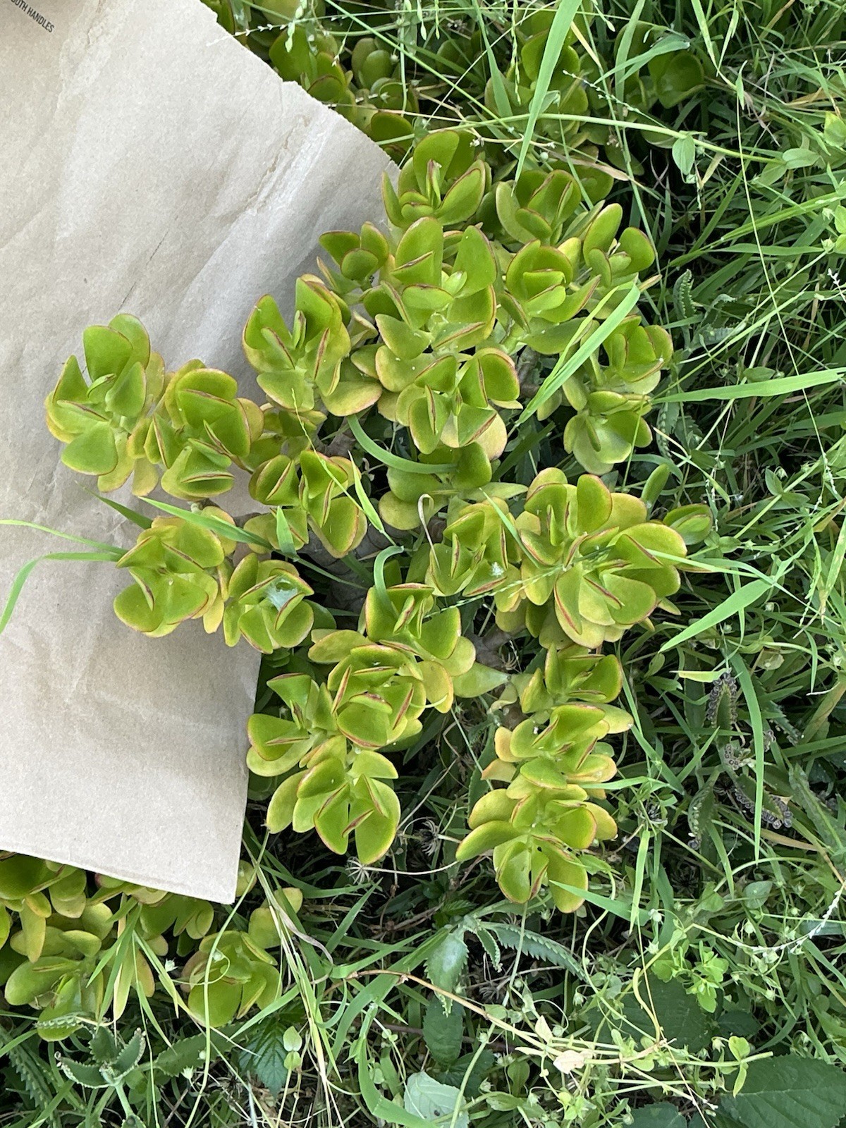 Healthy lush green Crassula Ovata Jade Plant cluster, Rooted 19” tall with roots
