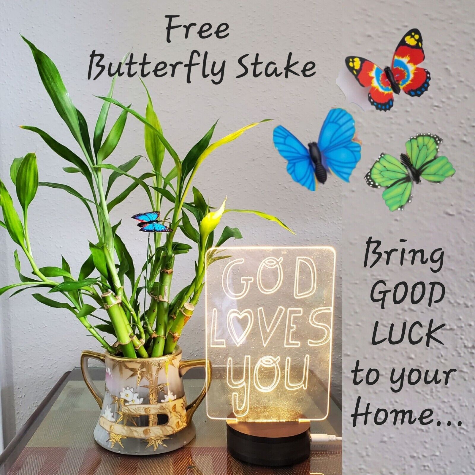 6″ Lucky Bamboo Plants 5 Stalks, FREE Butterfly Stake, GIFT, Feng Shui, Indoor