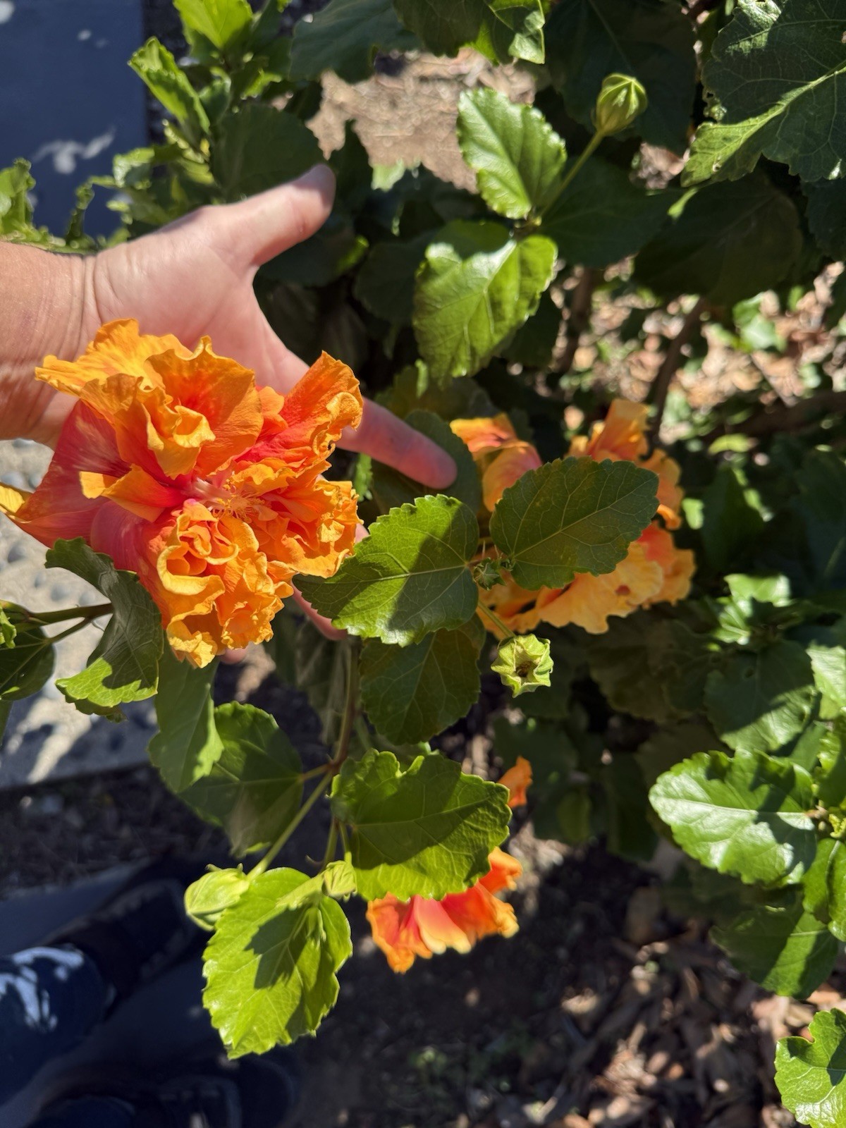Tropical Hibiscus “Flamingo” – One (1) fresh Unrooted Cutting