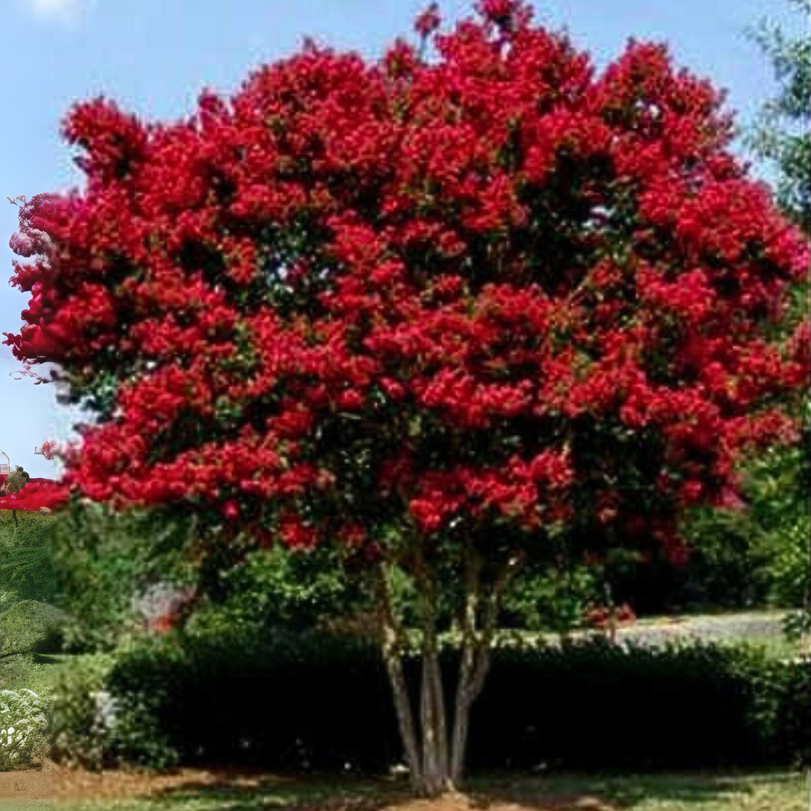 Carolina Red Crape Myrtle: Blood Red Blooms on a Unique Narrow Form