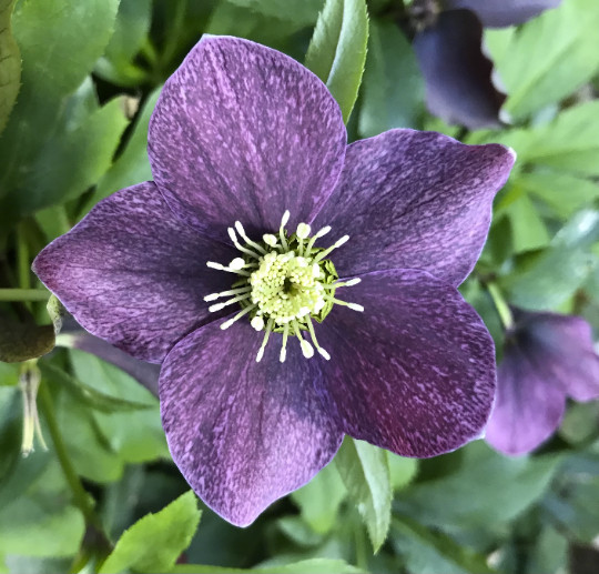 Hellebores Lenten Rose Ruby Red ONE (1) Bareroot Healthy Well Rooted Plant