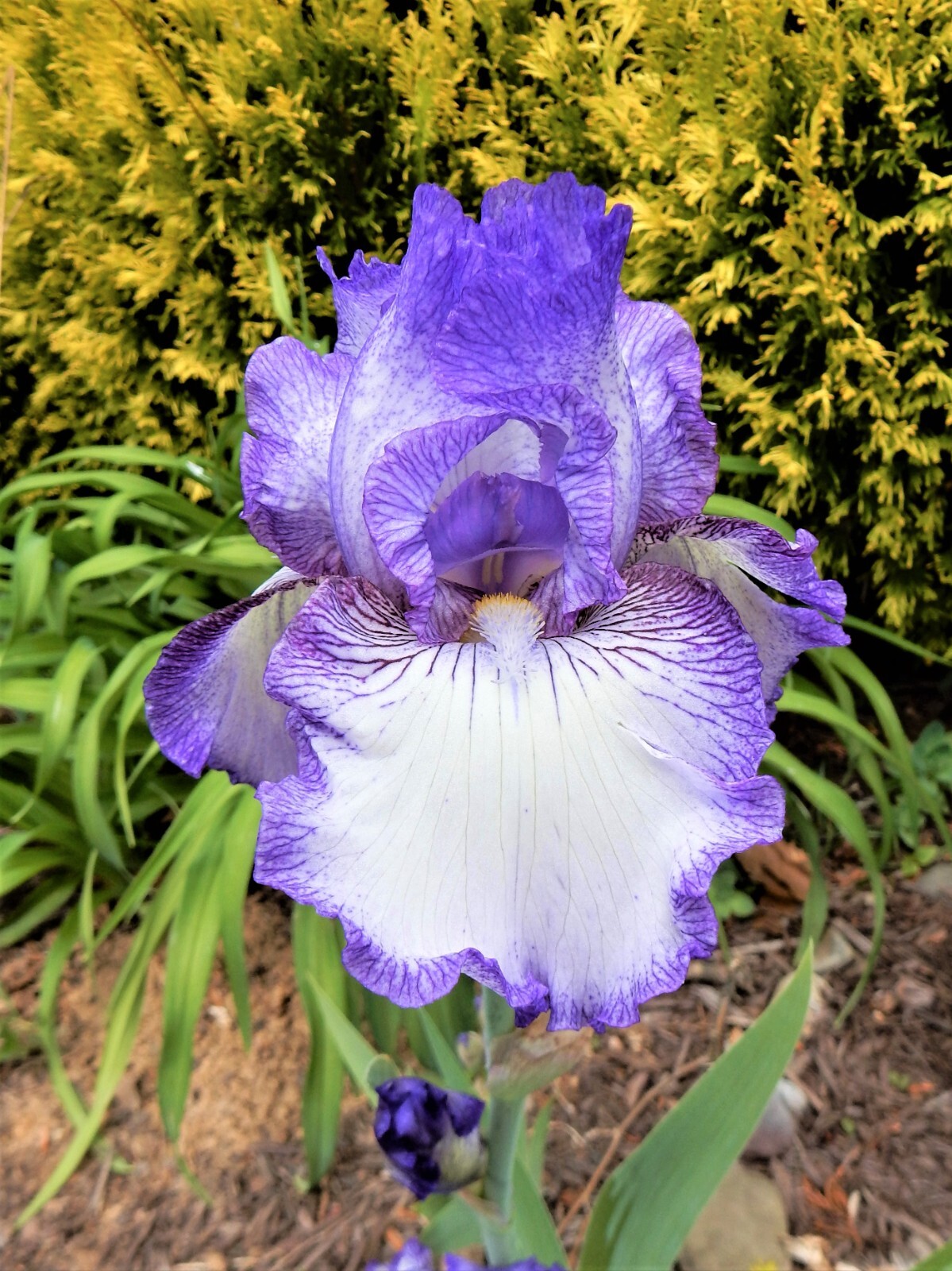 “HEMSTITCHED” Iris – German Bearded Reblooming Iris – 2 Plants/ Rhizomes