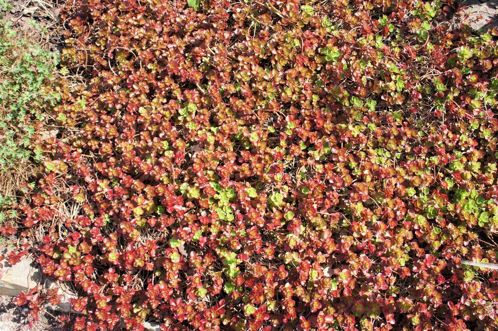 50 Red DRAGONS BLOOD SEDUM Stonecrop Sedum Spurium Flower Seeds