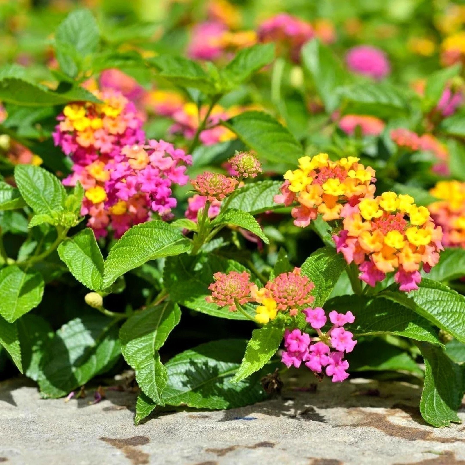 Lantana Confetti | Live Plants | Lantana Camara | Colorful Garden Shrub |…
