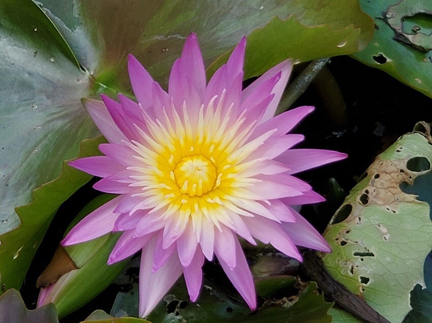 Key West Tropical Chagable Waterlily Pink, Orange, Yellow, Size: LARGE