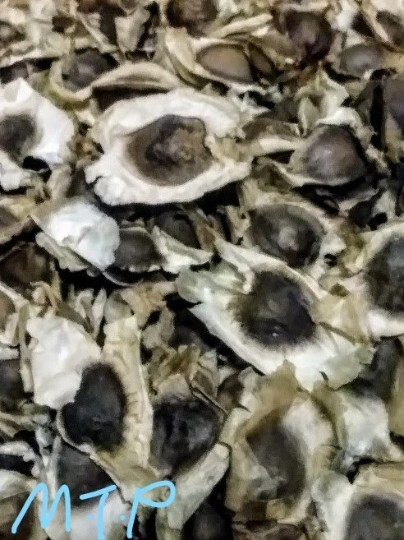 50 Moringa oleifera Seeds, Freshly Harvested, , Drumstick Plant seeds,