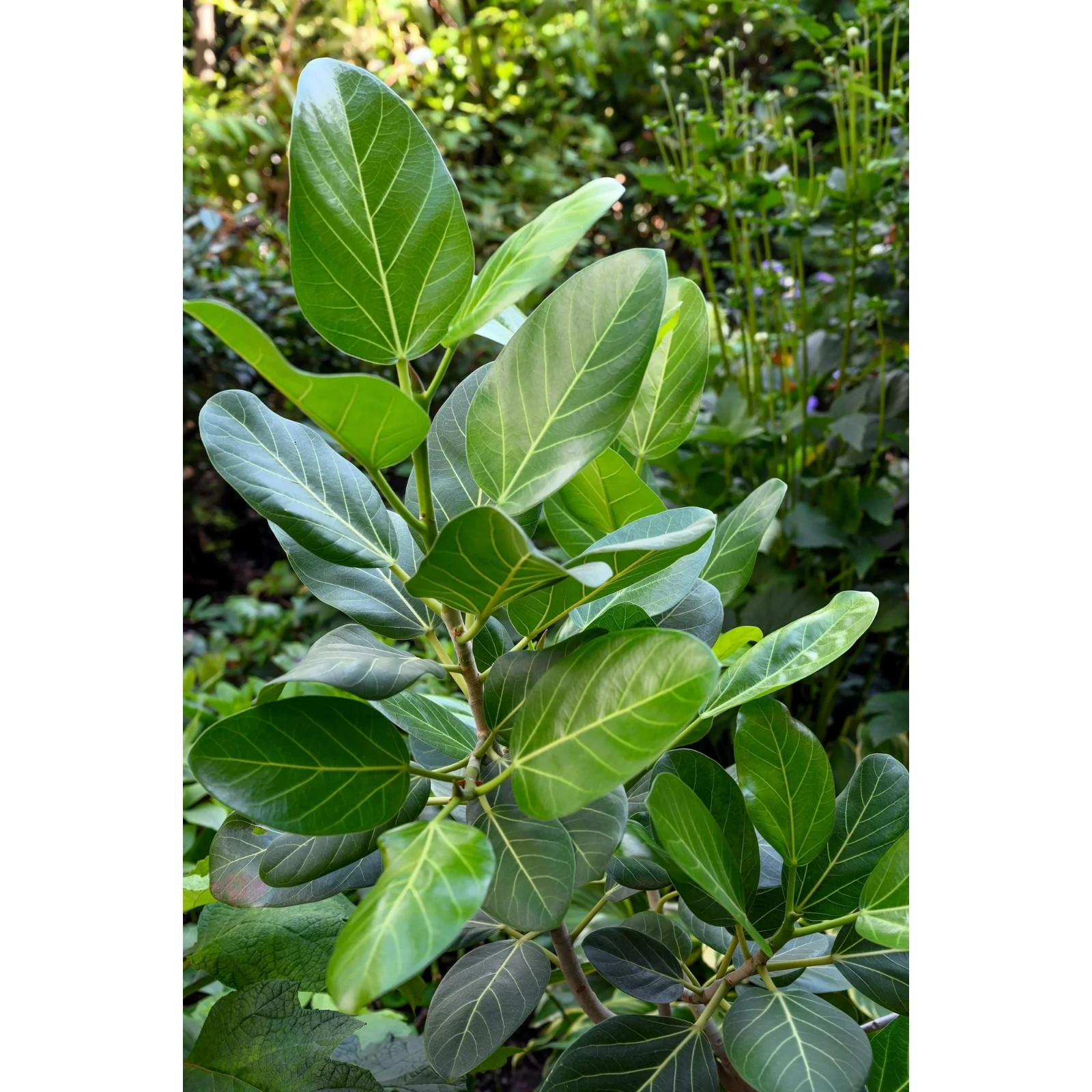 250 Bayan Tree Seeds | Rare Exotic Heirloom Seeds | Fast Growing Forestry Plant