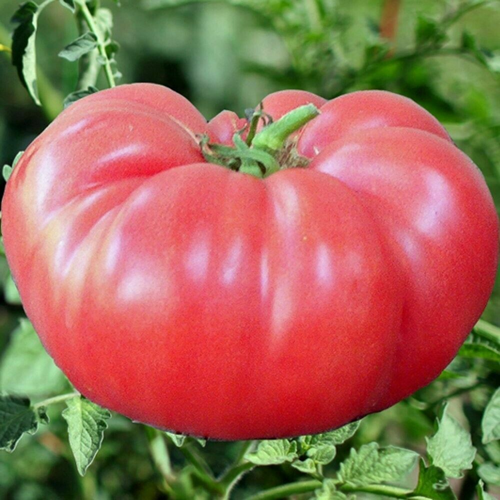 Pink Brandywine Tomato Seeds, NON-GMO, ORGANIC, HEIRLOOM
