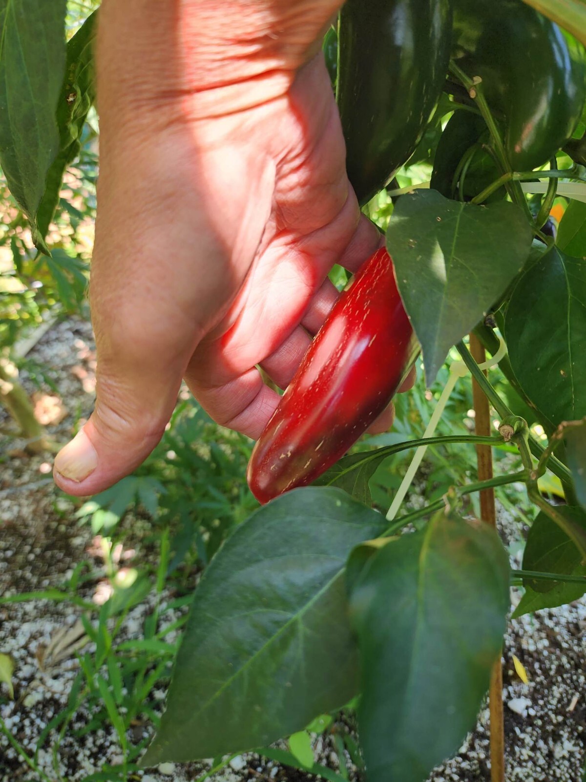50+ Mammoth Jalapeno Hot Pepper Seeds – Seeds – FRESH _ Heirloom – FREE SHIPPING