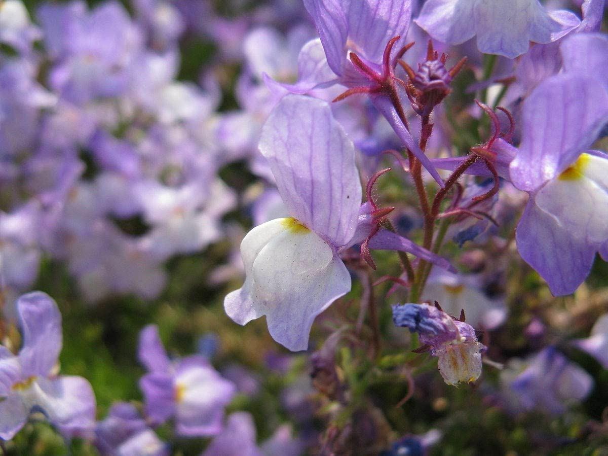 Snapdragon Fairy Bouquet Flower Seed,( Linaria Maroccana) “COOL BEANS N SPROUTS”