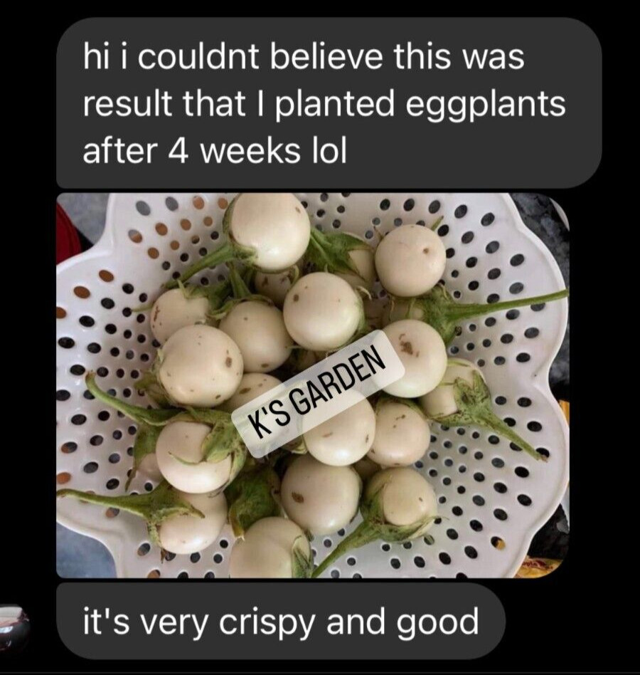 100+PCS WHITE ROUND EGGPLANT SEEDS, CÀ PHÁO TRẮNG