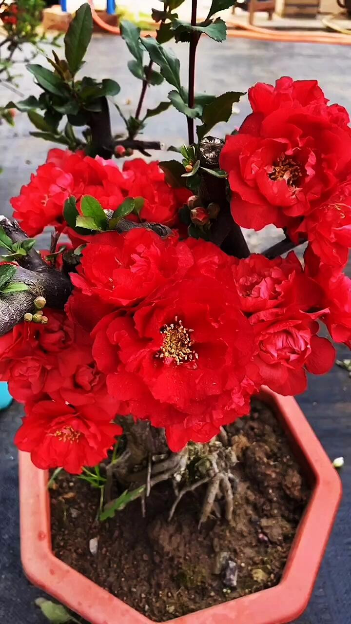 Japanese Flowering Quince ‘Red Rose Promise’ Live Plant 2 Gal Chaenomeles Bonsai