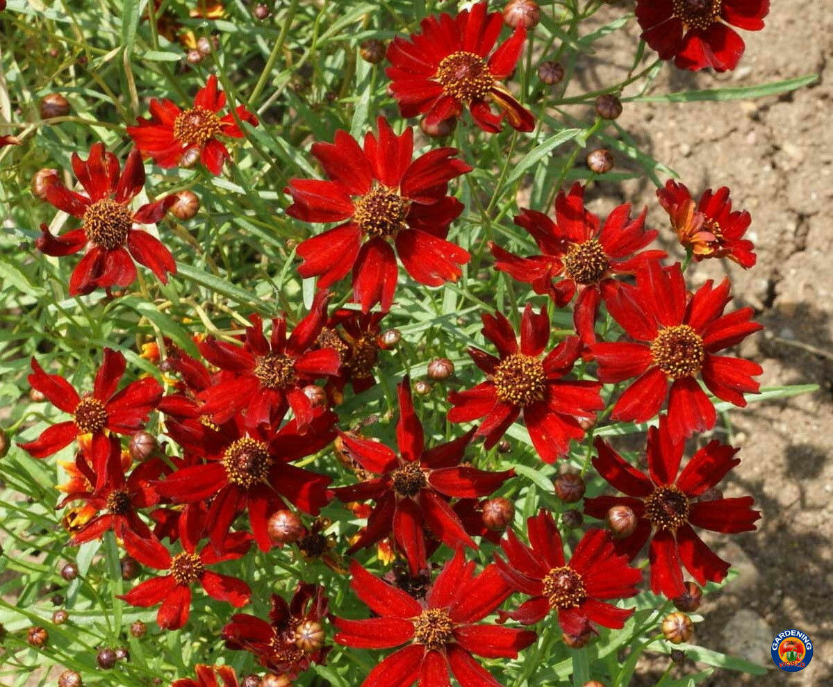 Red Dwarf Plains Coreopsis Tinctoria Wildflower Seeds (500 to 100,000 SEEDS)