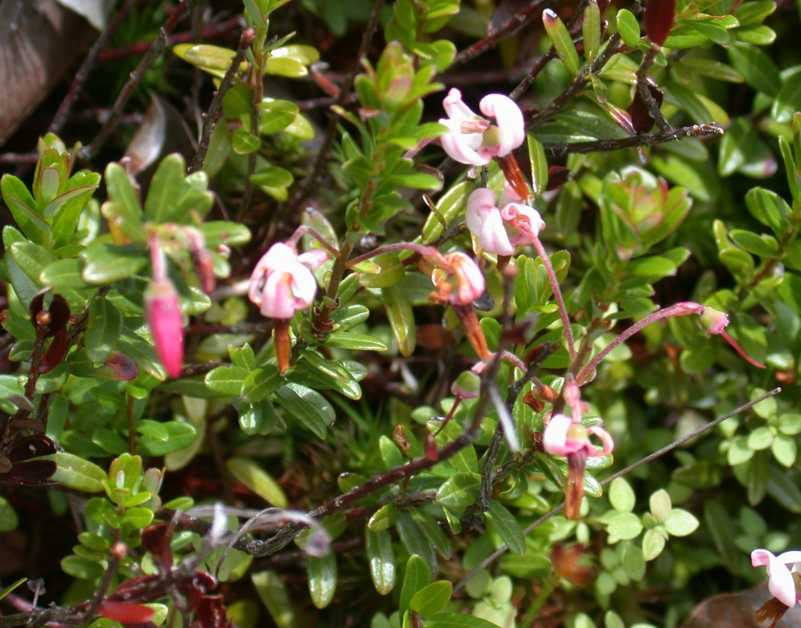 American Cranberry, Vaccinium macrocarpon, Seeds (Edible, Hardy, Fall Color)