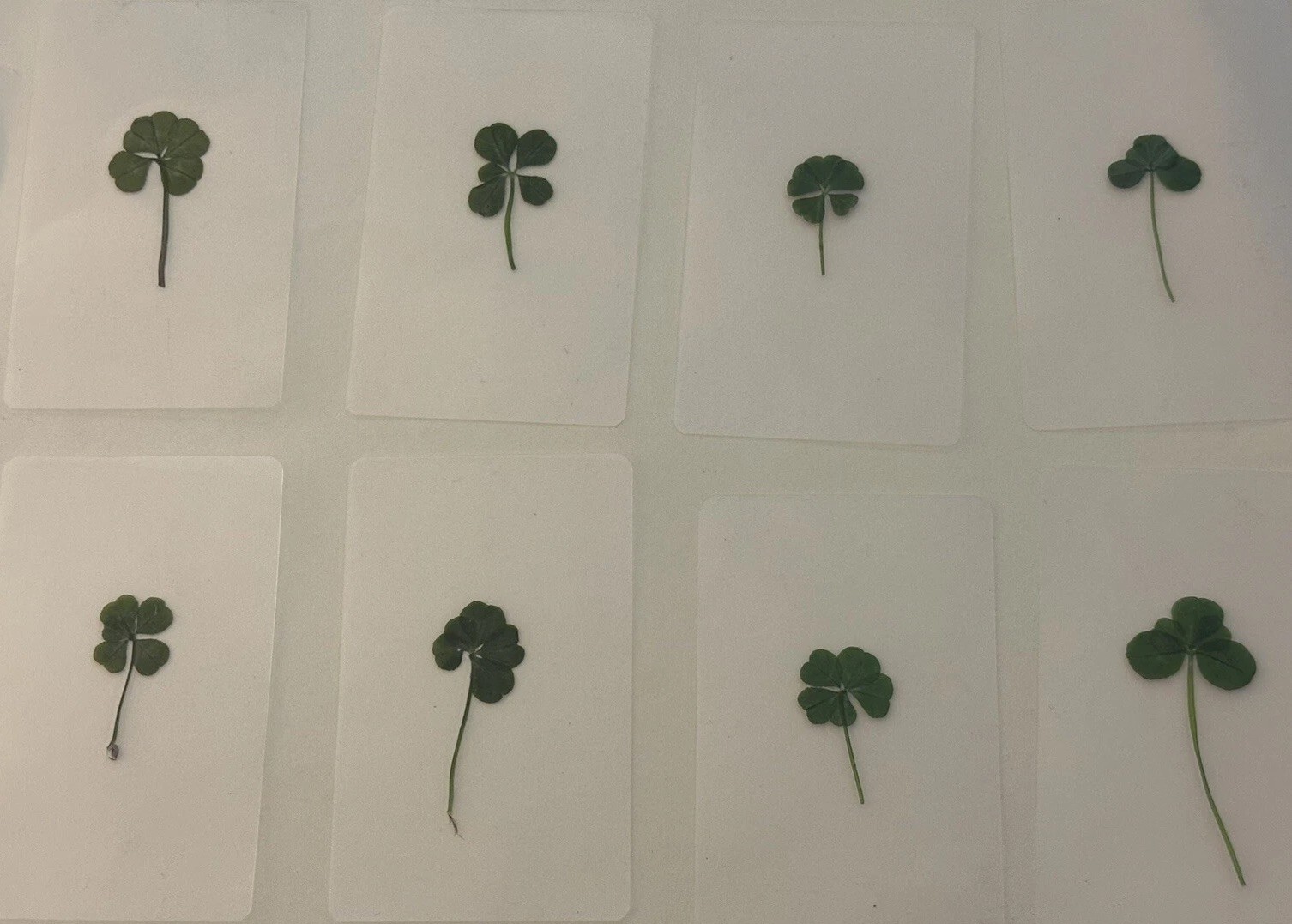 🍀RARE REAL 5 Leaf Clover 🍀 Hand picked – GREAT Gift – LUCKY 🤩