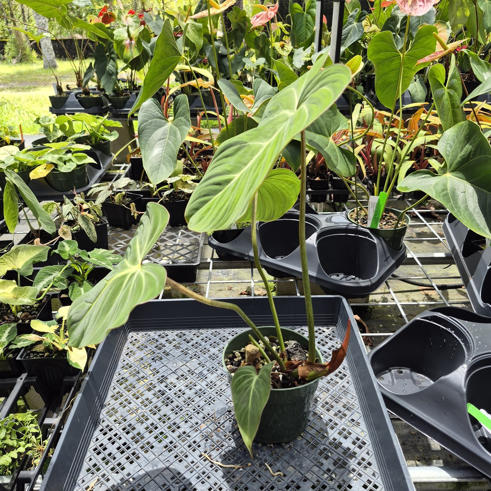 Philodendron Gloriosum, Pink Veined Back, Exact Plant Ships Nationwide