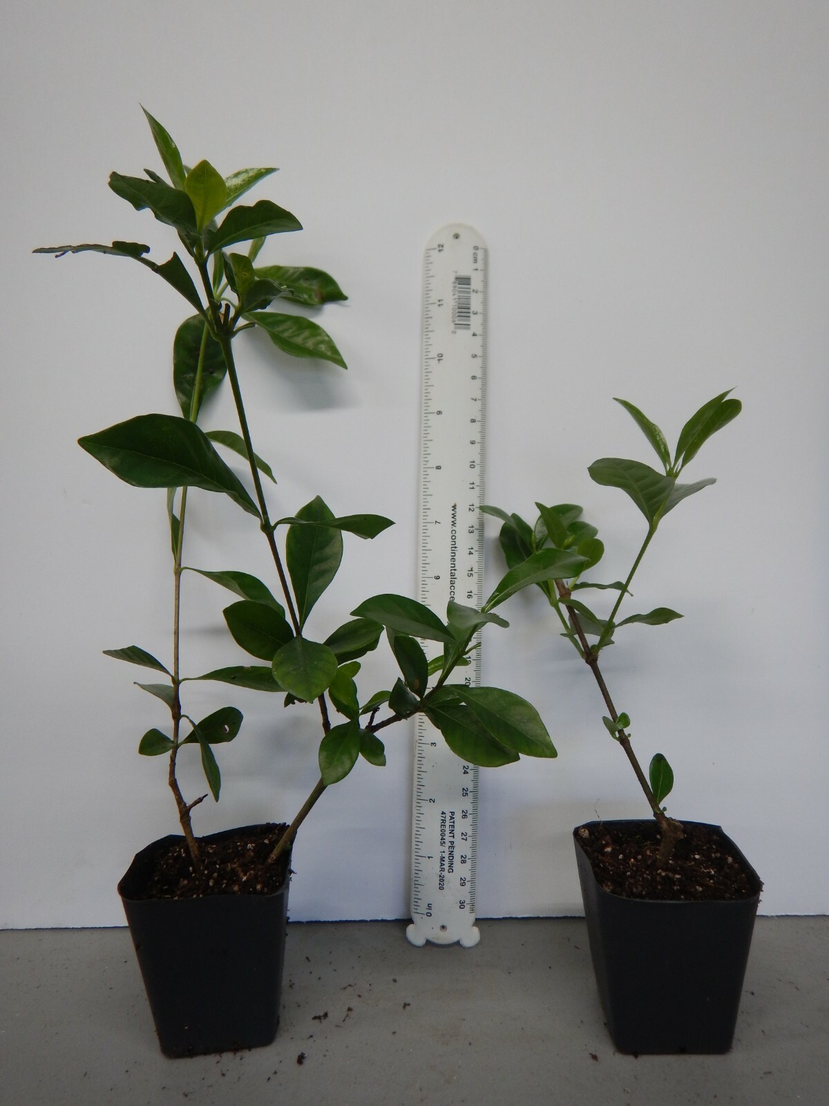 ~~VETCHII~~ Gardenia Jasminoides Plant~~ Intensely Fragrant Double White Flowers