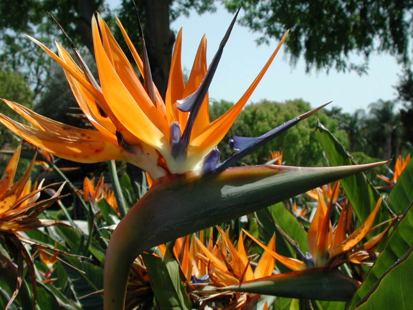 Orange Bird of Paradise~Strelitzia Reginae~ROOTED PLANT~10-12 Inches Tall