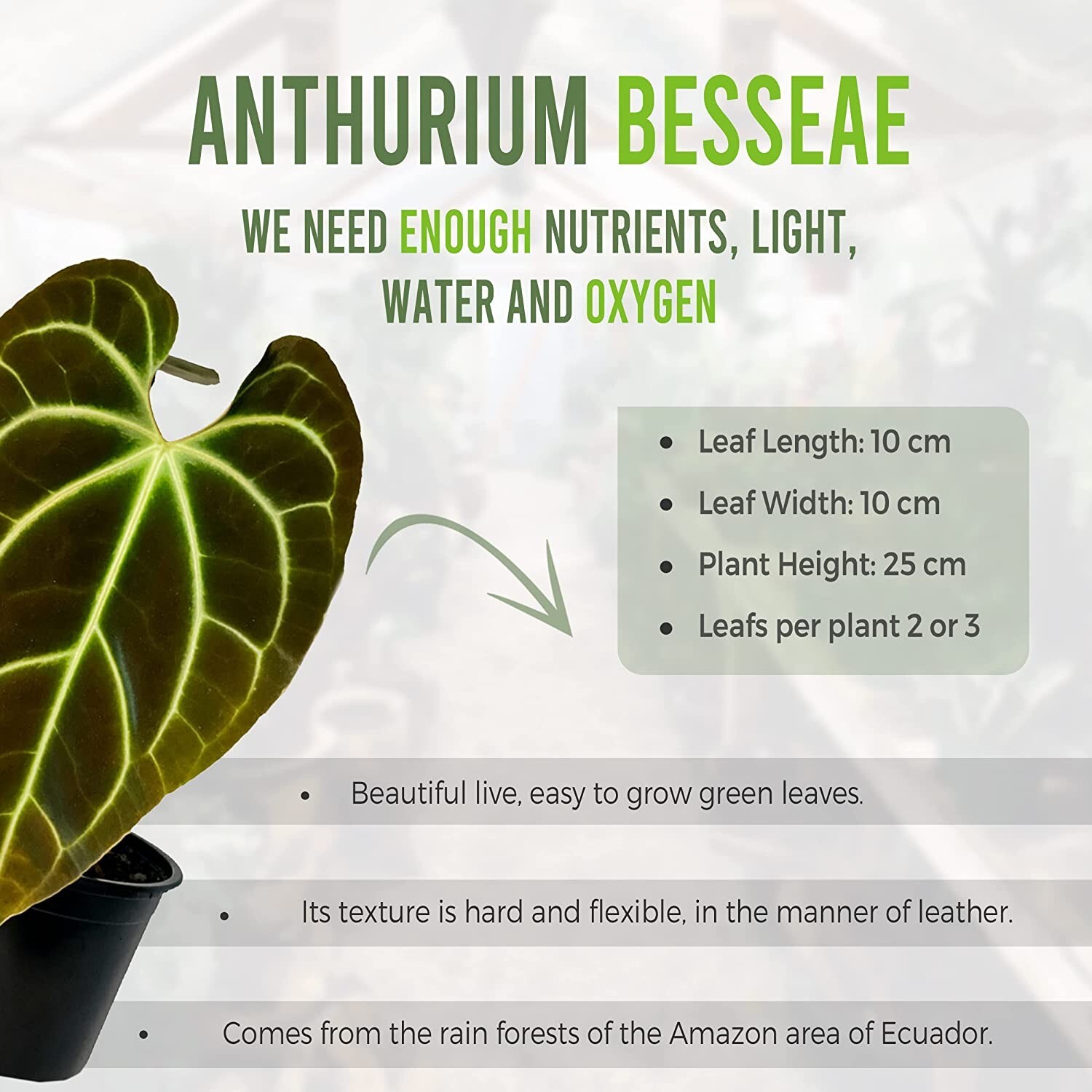 Anthurium Besseae by LEAL PLANTS ECUADOR Live Plants| Green Live House Plants