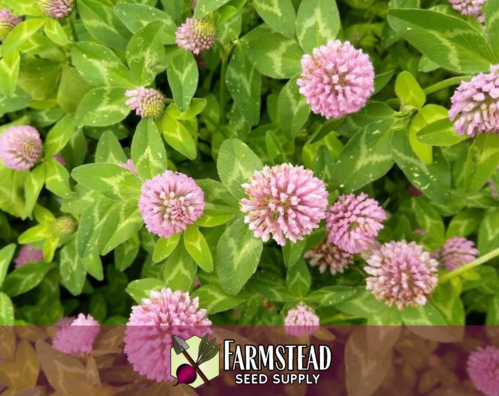 1,150+ Strawberry Clover Seeds | Pollinator Flower Seeds, Trifolium fragiferum