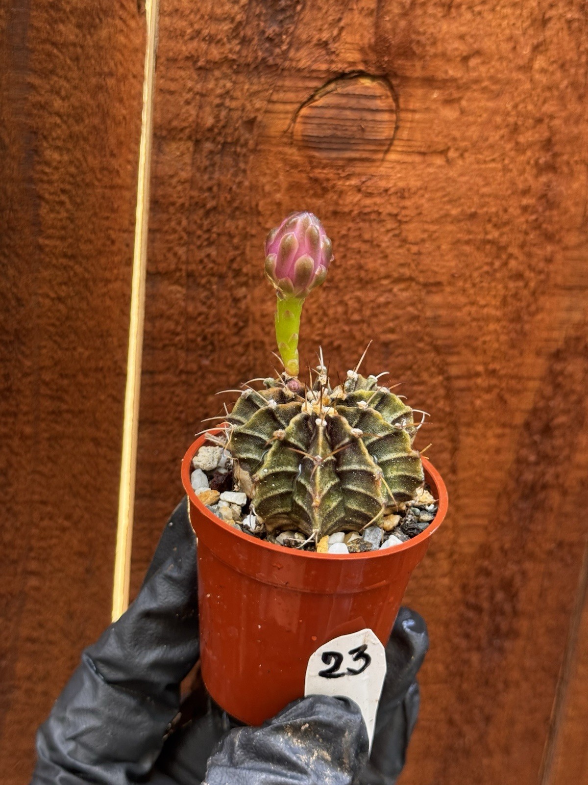 Gymnocalycium Stenopleurum Live Cactus