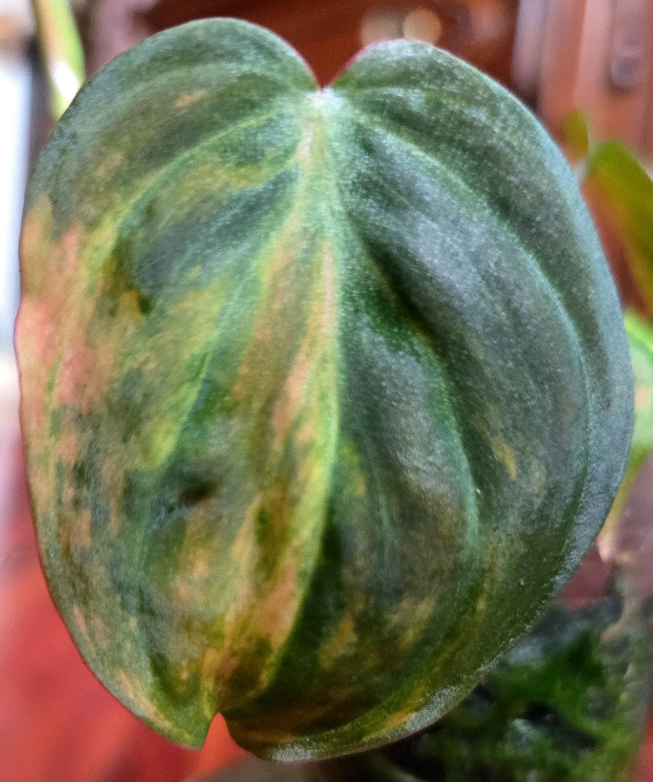 Rare Philodendron Variegated Pink Micans Ferrari Aroid Not Anthurium Monstera