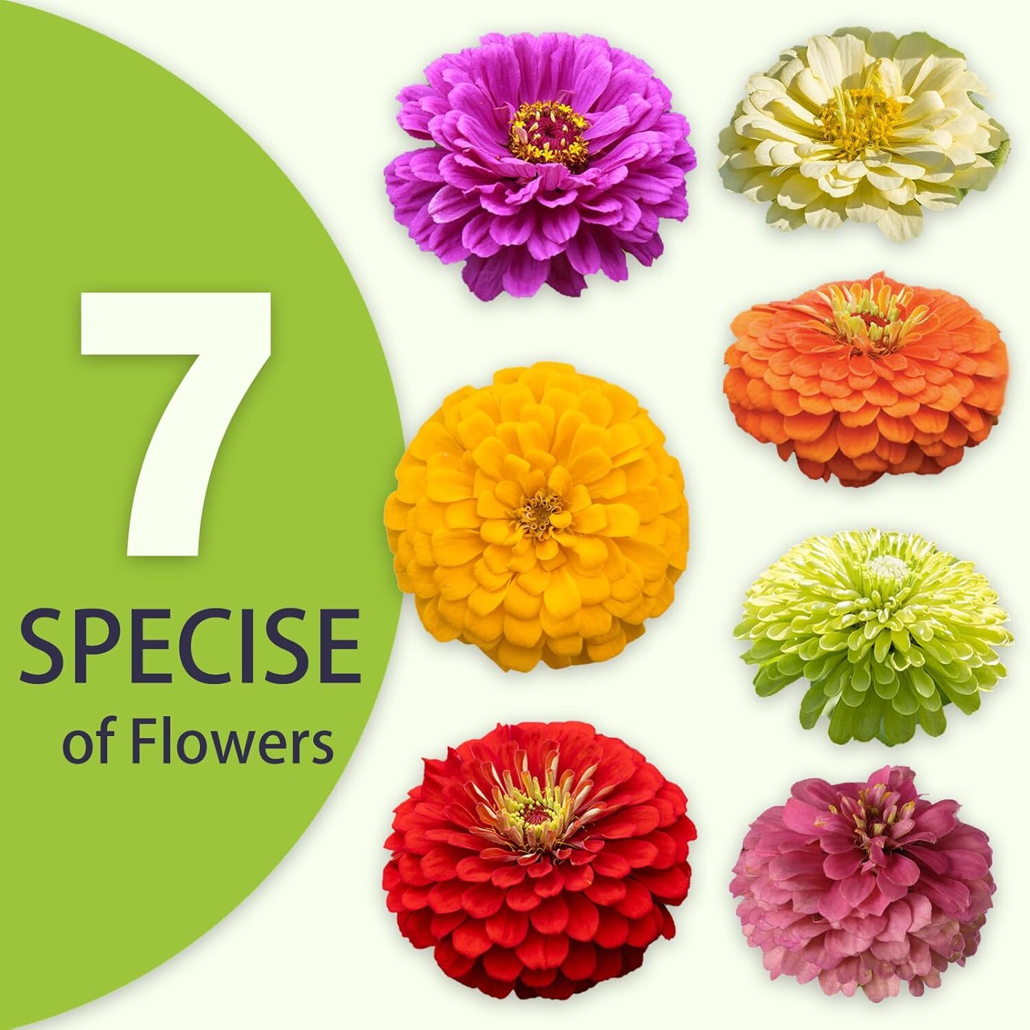 Zinnia Seeds Bulk 5,000+ – Giant Mixed Colors, Easy Grow Flowers for 2025
