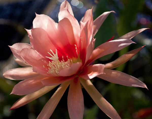 1 Agatha Epiphyllum Orchid Cactus Cutting 8-10 inches long