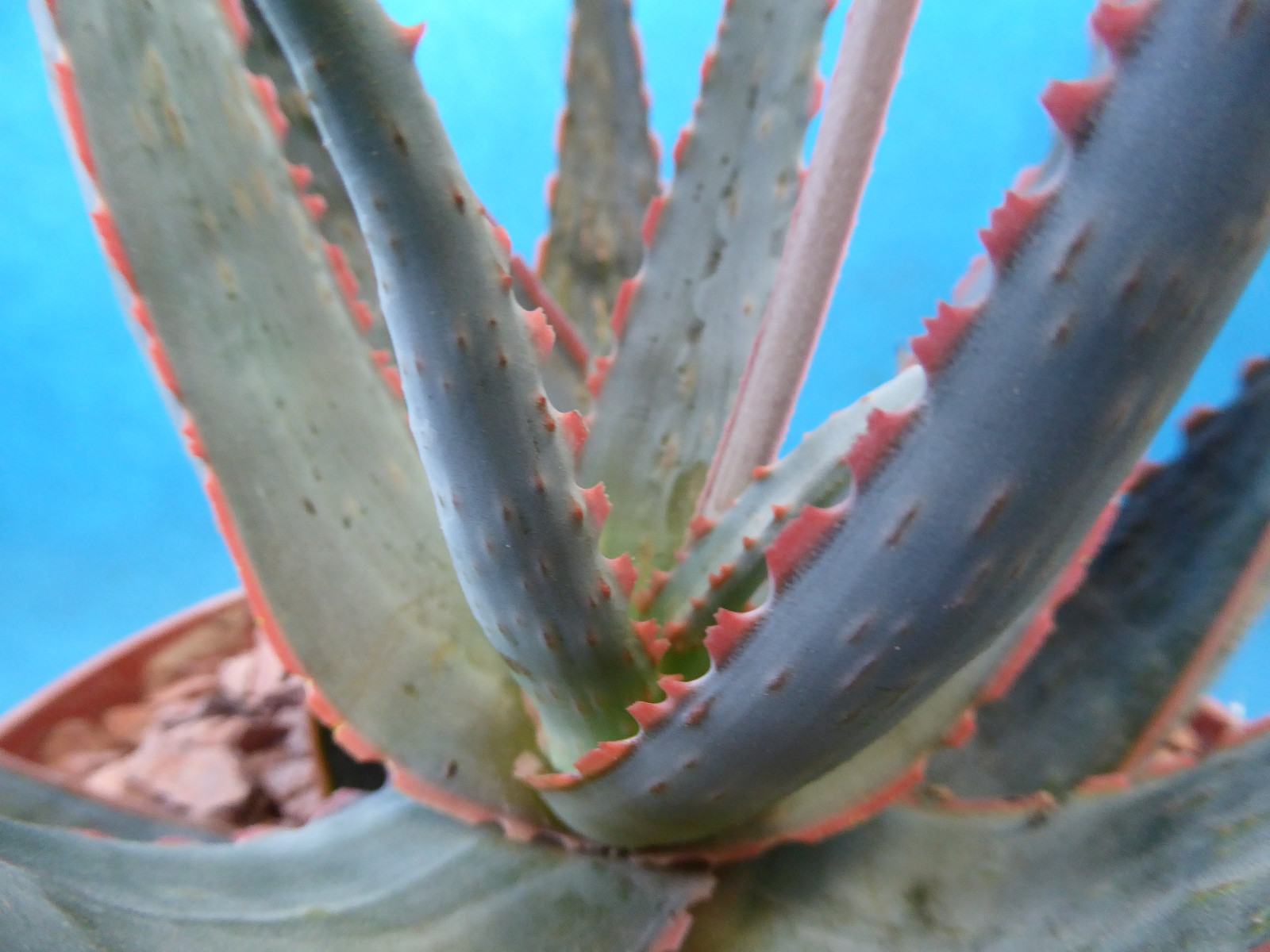 Aloe Hybrid KG “Dental Work” Great Colors/Texture Succulent 3″ to 4″ Wide 3″ Pot