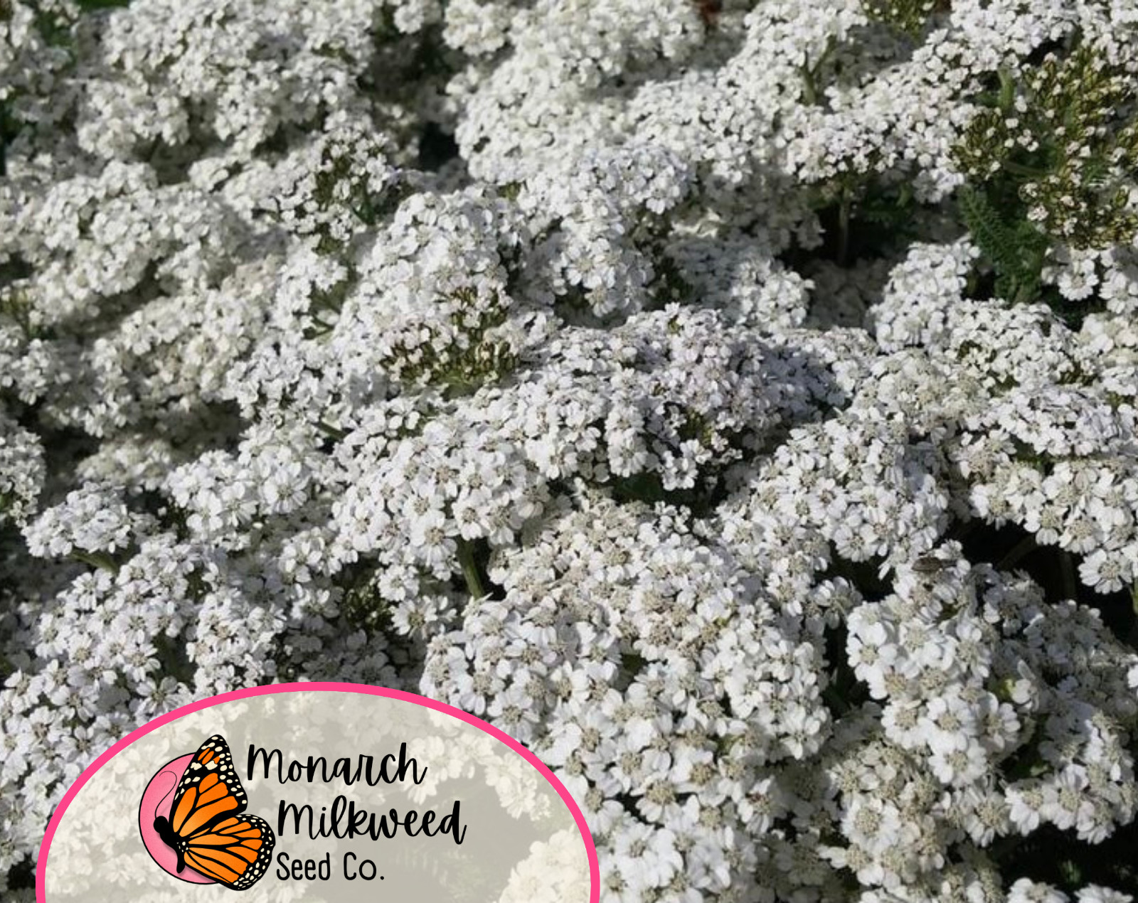 15800+ White Yarrow Seeds | Native Perennial Wildflower Pollinator Plant Seed