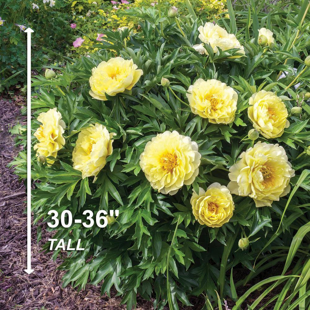 3/5 Eyes, Bartzella Itoh Peony Flower Bulbs, Bare Roots (Bag of 2)