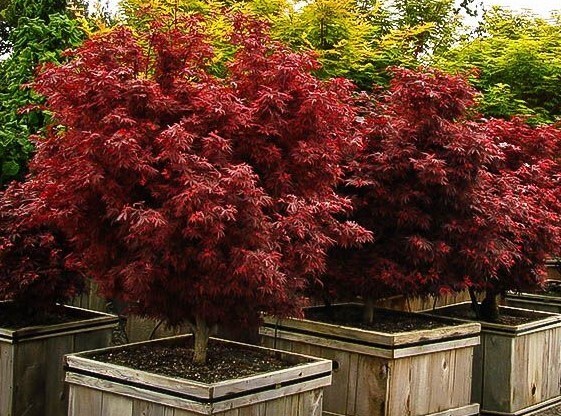 Shaina Dwarf Japanese Maple Tree – Live Plant – ( 2.5 QT )